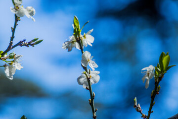 Apple/Cheery blossoms spring