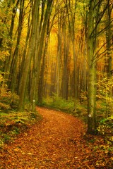 road in the beautiful colorful autumn forest in Hungary