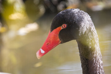 black swan portrait