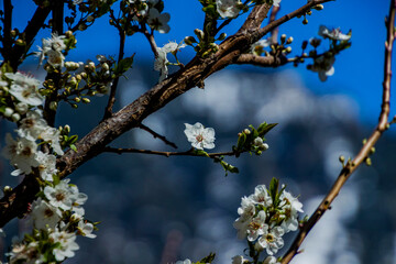 Apple/Cheery blossoms spring