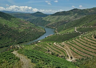 Fototapeta na wymiar Typical landscape in the Douro valley - Portugal