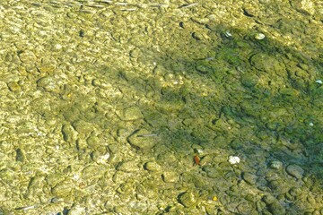 schools of small fish in the clear water of a shallow river with a rocky bottom and green algae