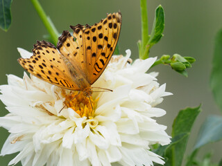 ダリヤとツマグロヒョウモン