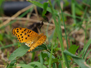ダリヤとツマグロヒョウモン