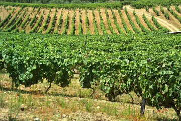 Fototapeta na wymiar Wine Yard with rapes in the Douro valley - Portugal