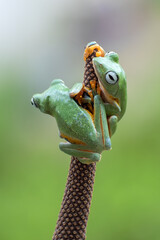 Green tree flying frog, rhacophorus reinwardtii