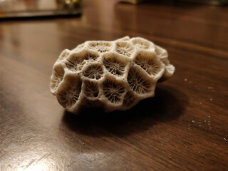 Coral skeleton placed on a wooden table top