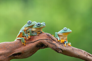 Green tree flying frog, rhacophorus reinwardtii