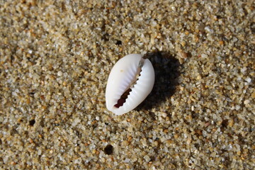 Coquillage