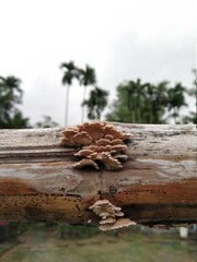 Picture of white fungus in a dry bamboo