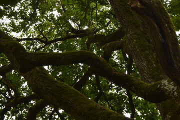 vieilles branches d'un vieux chêne