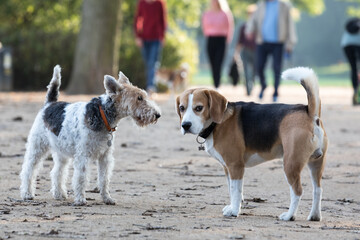 beagle and terrier
