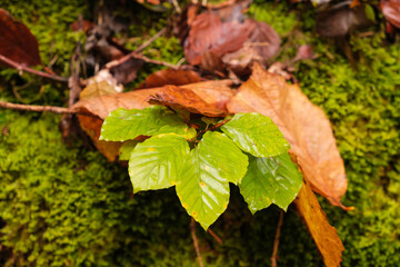 Feuchtes Herbstlaub / Blätter vor Moos im Wald