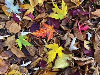 Autumn in Birkmannsweiler 3 - by juma