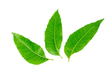 Fresh Neem leaf isolated on white background.