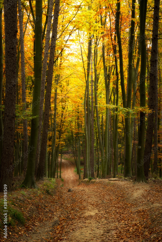 Poster Road in the beautiful colorful autumn forest in Hungary