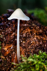Makro Rosablättriger Helmling (Mycena galericulata) isoliert vor braunem Hintergrund umgeben von Moos
