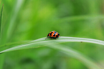 Fototapeta premium ladybug on grass