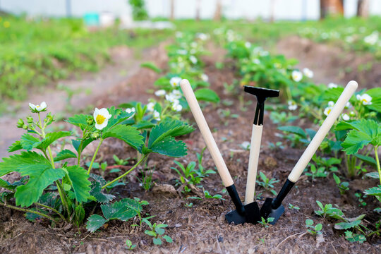 Mini shovels and rakes in the garden. The concept of planting plants in the garden in spring and summer.