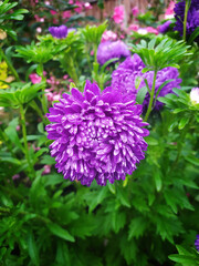 Beautiful purple asters as on a flower bed. Wallpaper with asters, asters in summer