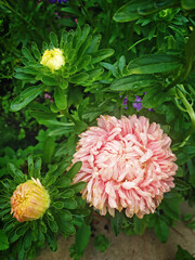Beautiful pink chrysanthemum as a background picture. Wallpaper with chrysanthemums, chrysanthemums in summer