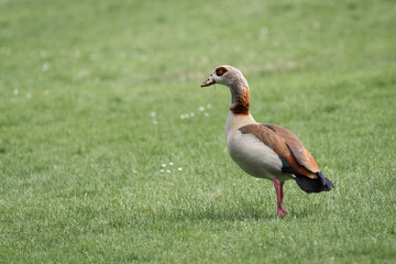 Egyptian goose