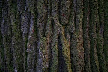 tree texture