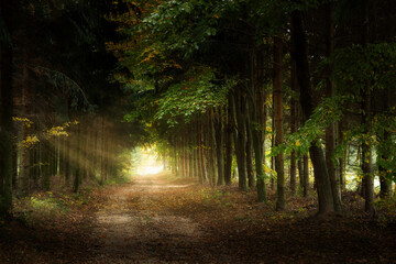 Trail Through The Pine Forest At Dawn