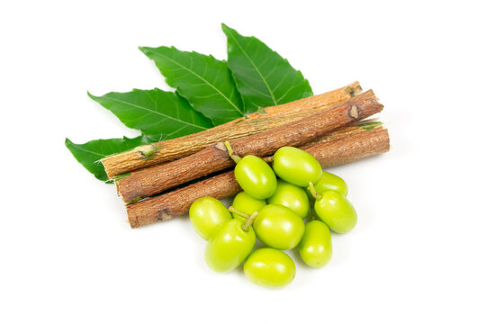 Neem fruit with neem sticks and neem leaf isolated on white background. Neem is an excellent moisturizing and contains various compounds that have insecticidal and medicinal properties.