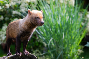 Bush dog