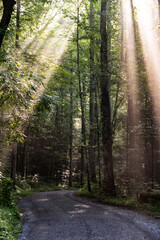 Sun rays streak downward through the tree leaves in the Smoky MOuntains.