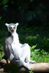 Ring tailed lemur