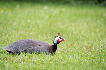 helmeted guineafowl
