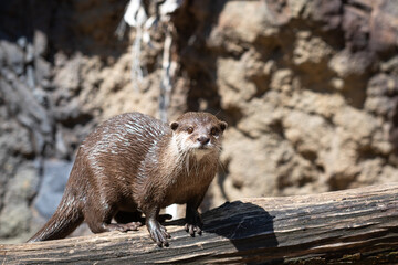 Small-clawed otter