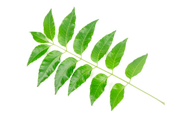 Naklejka na ściany i meble Medicinal neem leaf isolated on white background. Green leaf in South East Asia. Azadirachta indica var. siamensis valeton. 