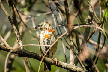 Garden Birds Of Southern Africa
