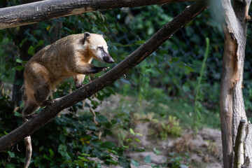 Coati