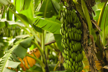 green banana bunch on banana tree at field © PRASANNAPIX