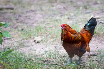 Chicken