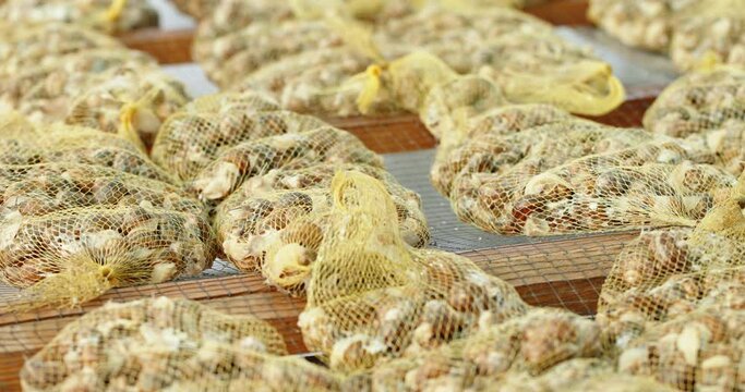 Snail farm growing snails packing them in portions for export cooking from them delicacies ready snails of the highest grade