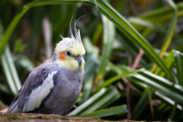 Cockatiel