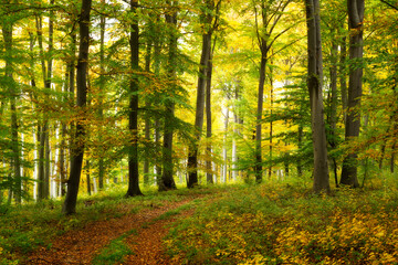Road in the beautiful colorful autumn forest in Hungary