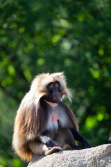 Gelada