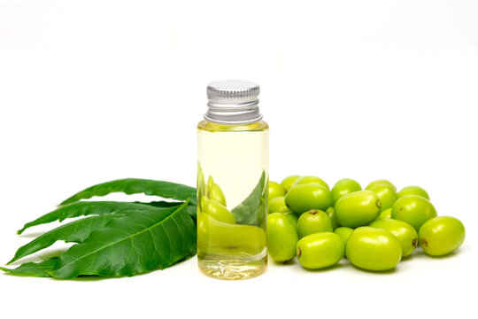 Neem oil in bottle and neem leaf and fruit isolated on white background. Neem oil is an excellent moisturizing oil and contains various compounds that have insecticidal and medicinal properties.