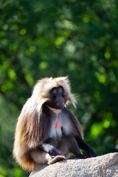 Gelada