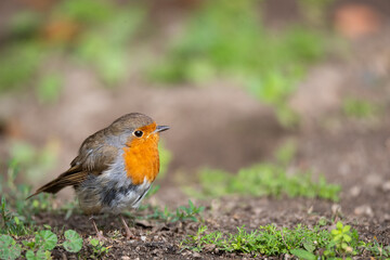 European robin