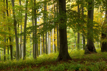 Dense colorful fairytale autumn beech forest
