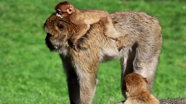 baby animal on back of mom, monkey Macaca sylvanus 
