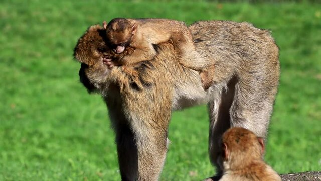 baby animal on back of mom, monkey Macaca sylvanus 

