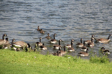 Geese Going Into The Lake, William Hawrelak Park, Edmonton, Alberta